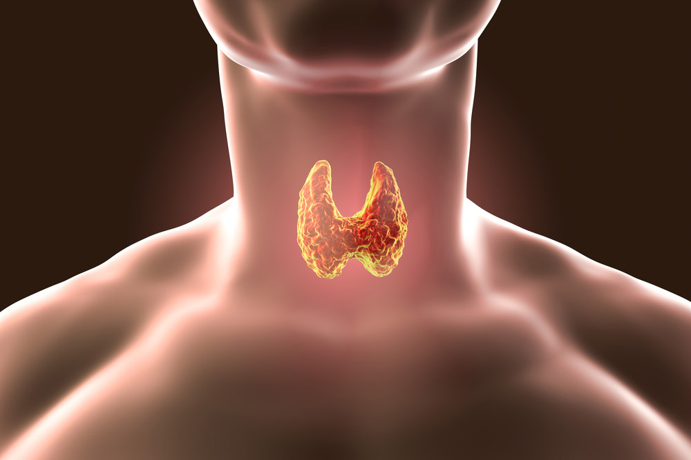 the biostation - Understanding Hashimoto's Disease and Hypothyroidism - Thyroid